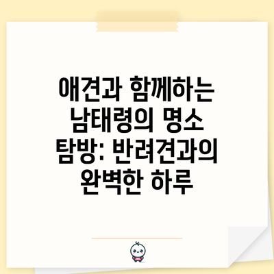 애견과 함께하는 남태령의 명소 탐방: 반려견과의 완벽한 하루
