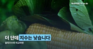 초당옥수수 당뇨 정리 썸네일